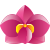 Салон эротического массажа Орхидея